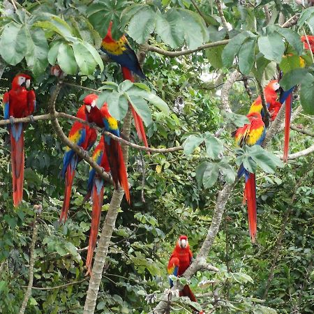 Casa Guacamaya Hotel Palenque Eksteriør billede