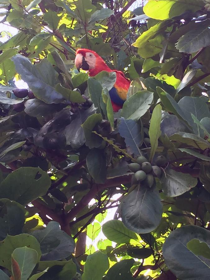 Casa Guacamaya Hotel Palenque Eksteriør billede