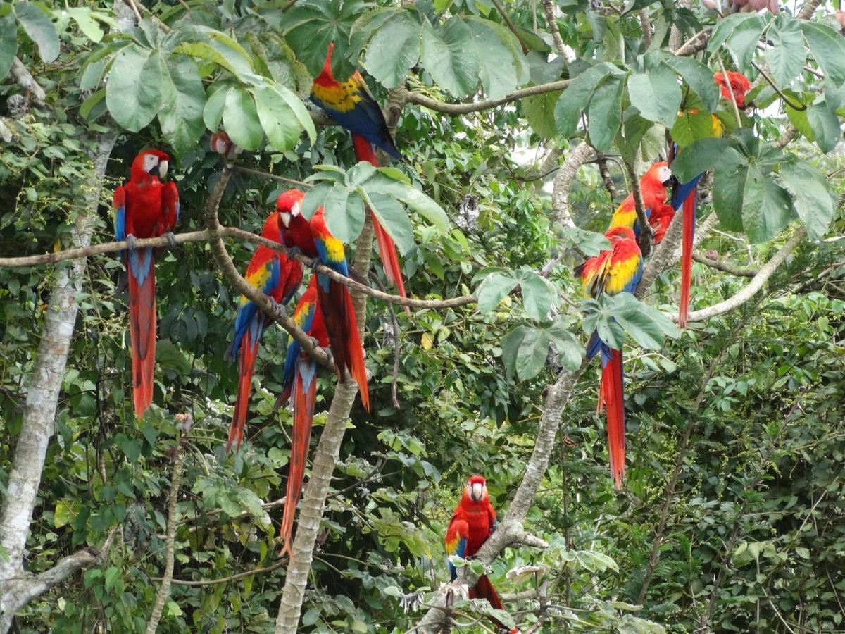 Casa Guacamaya Hotel Palenque Eksteriør billede